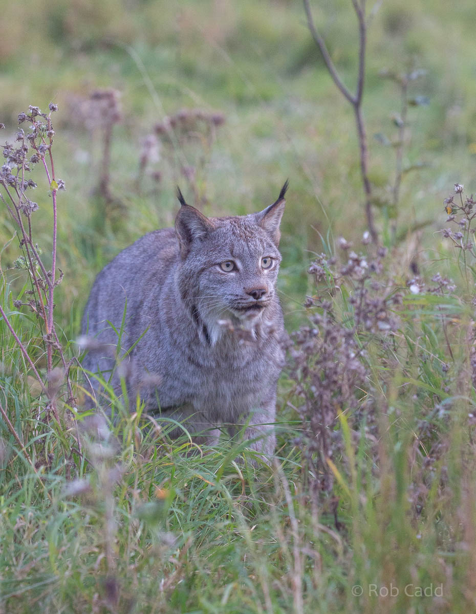 Canada lynx : Hamerton : 25 Oct 2015
