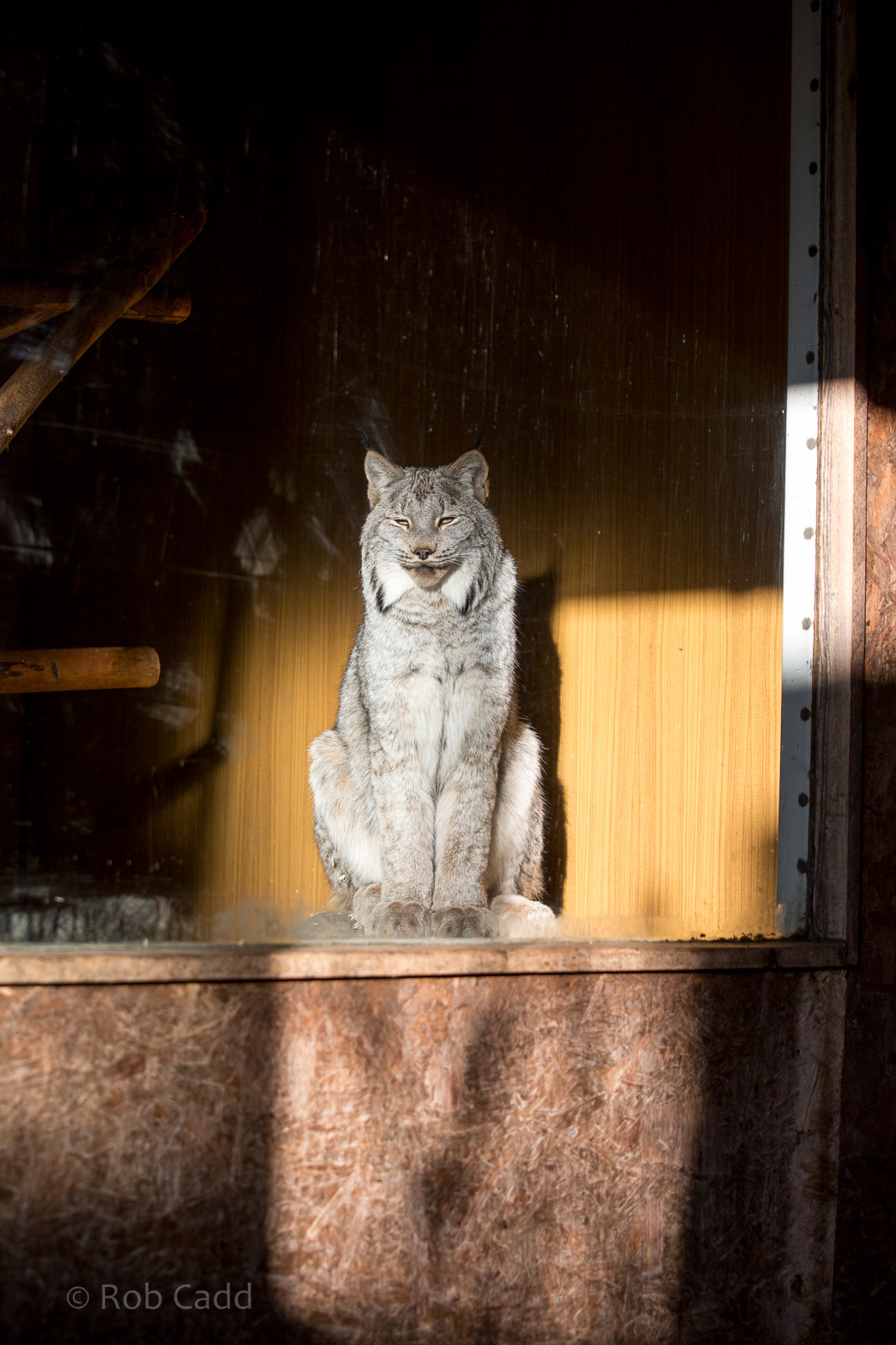 Canada lynx : Hamerton : 31 Dec 2014