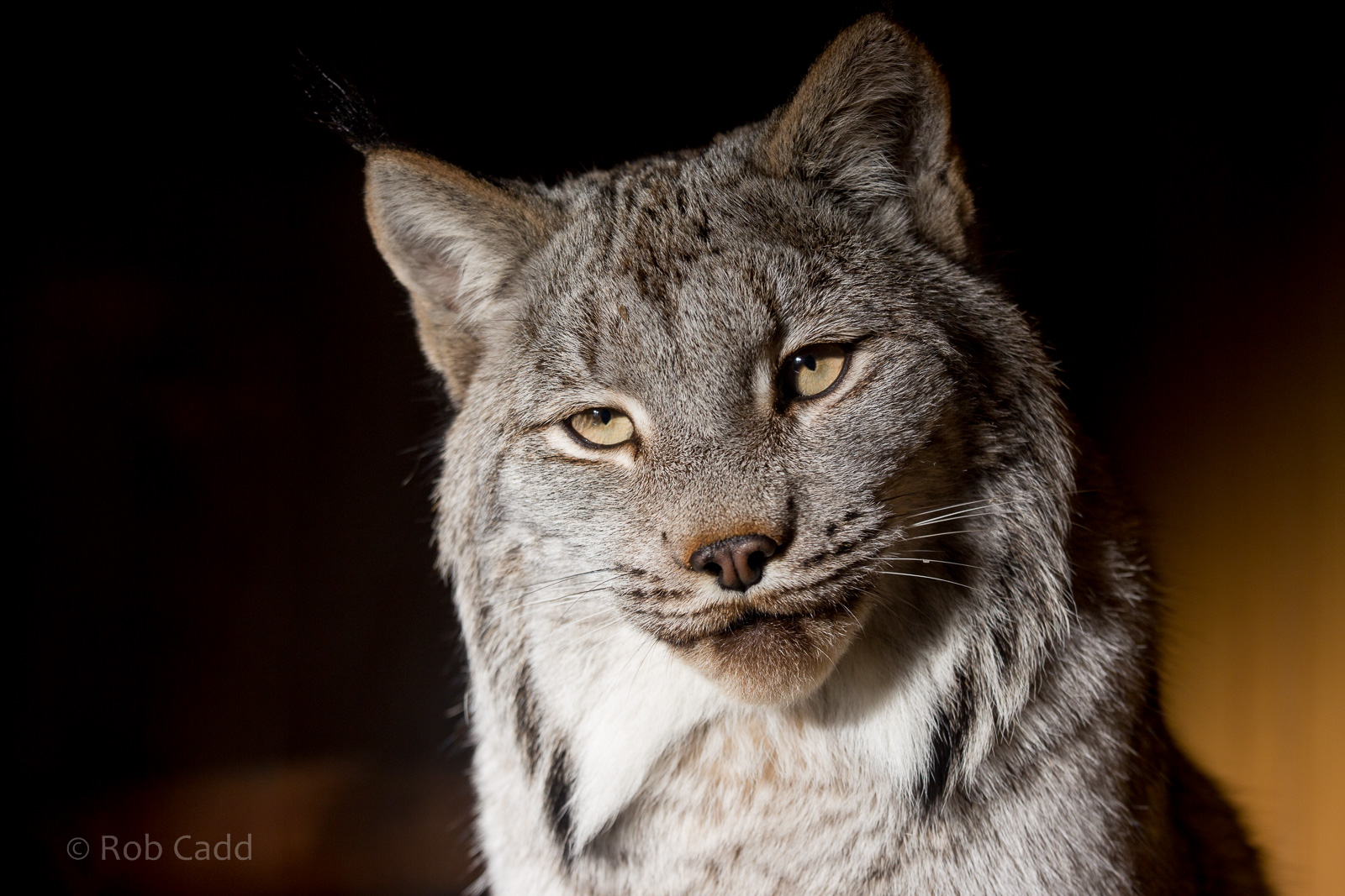 Canada lynx : Hamerton : 31 Dec 2014