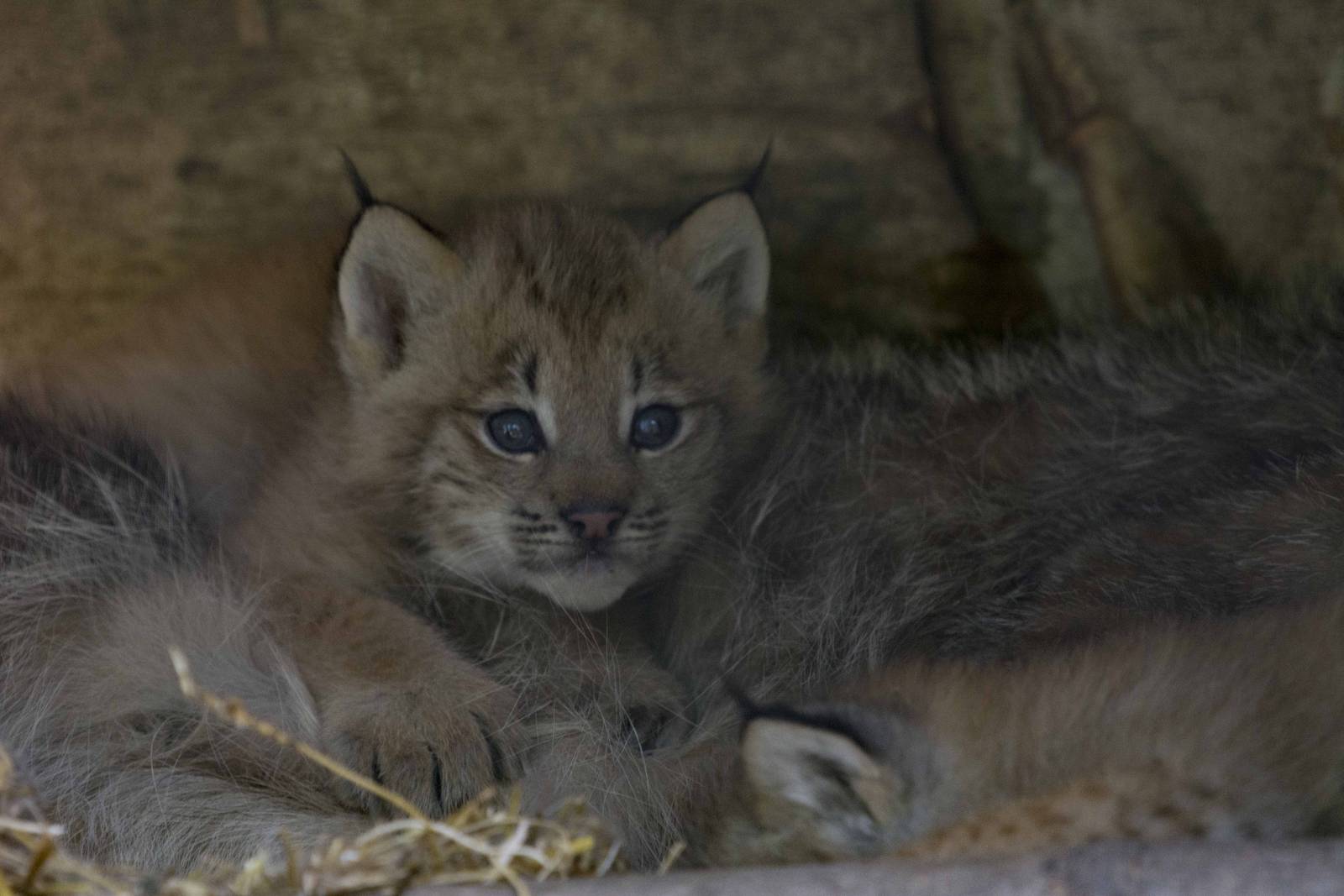 Canada Lynx Kit