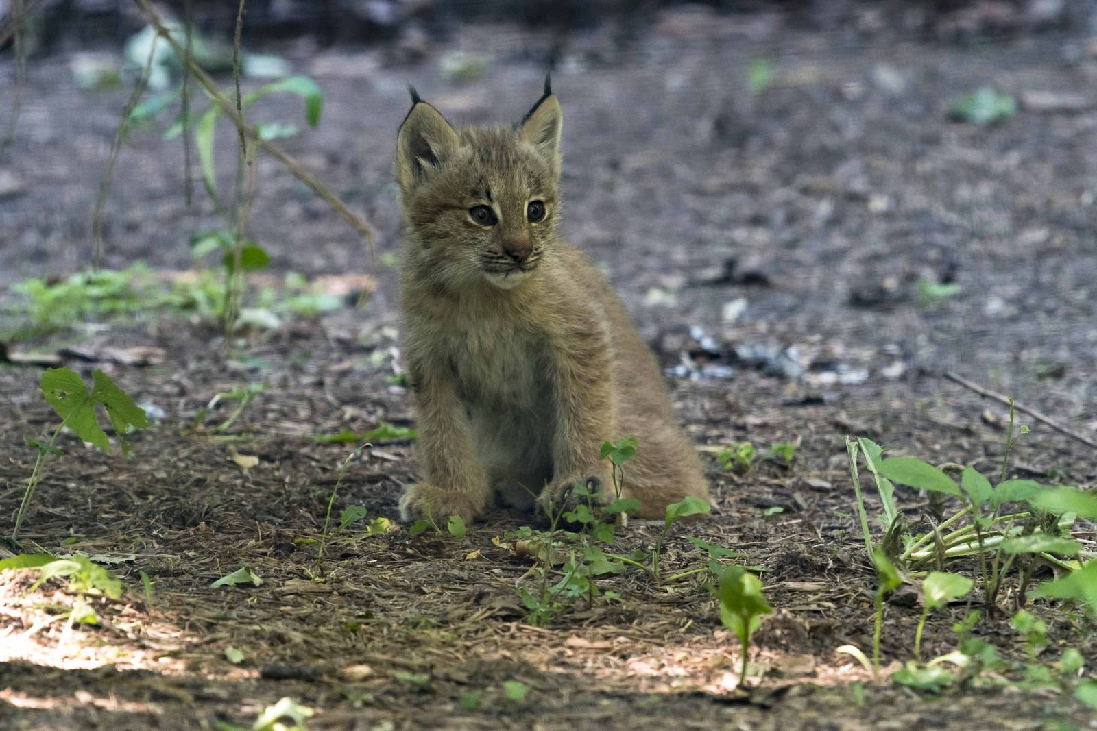 Canada Lynx Kit