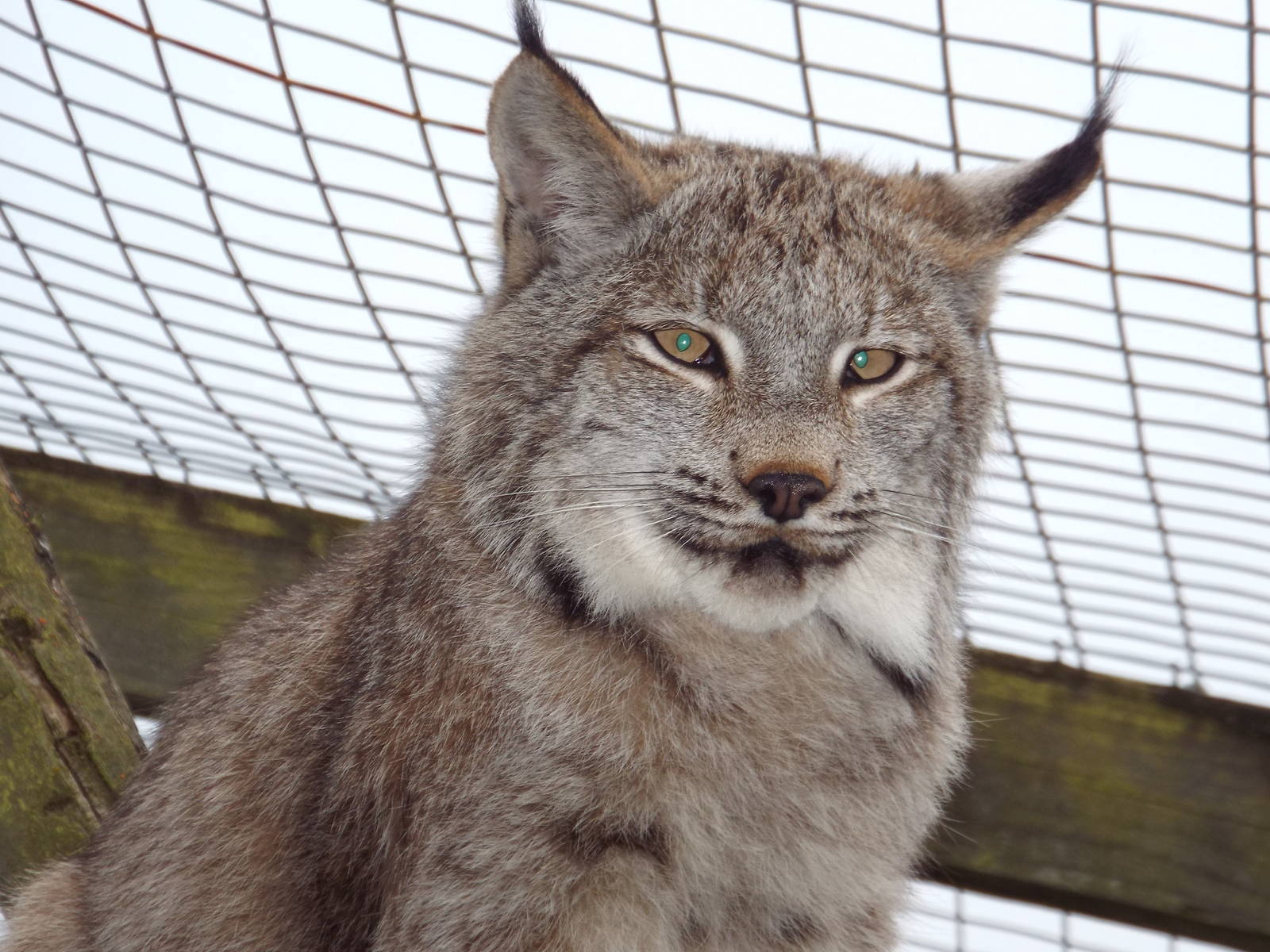Canada Lynx (Lynx canadensis) at Hamerton Zoo Park - April 20 2014