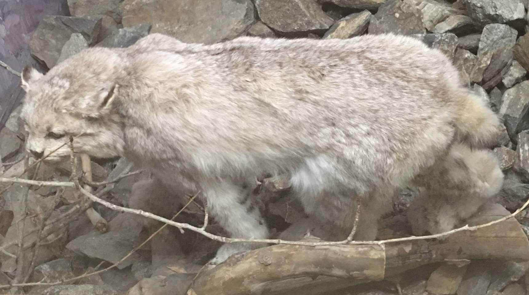 Canada lynx (Lynx canadensis canadensis)