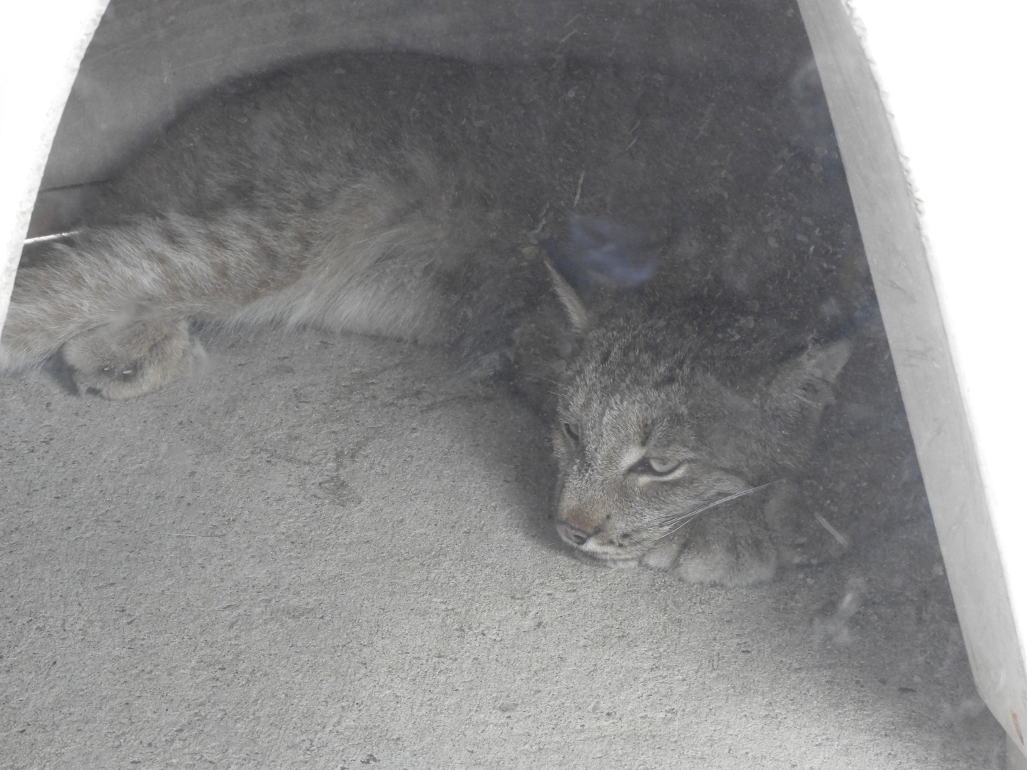 Canada Lynx (Lynx canadensis)