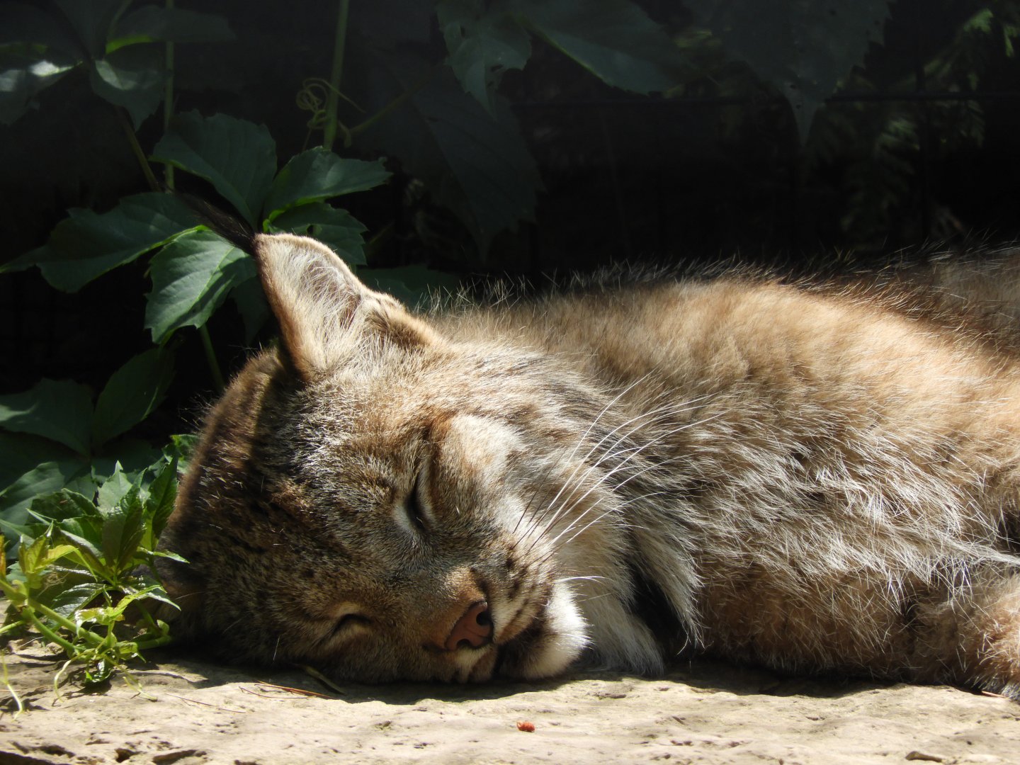 Canada Lynx (Lynx canadensis)