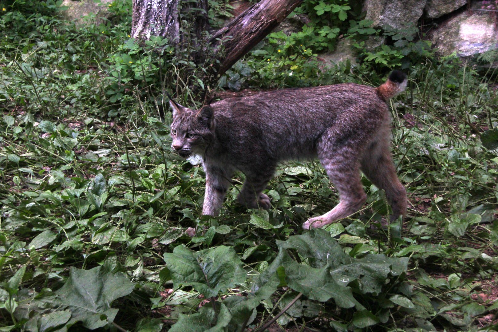 Canada lynx (Lynx canadensis)