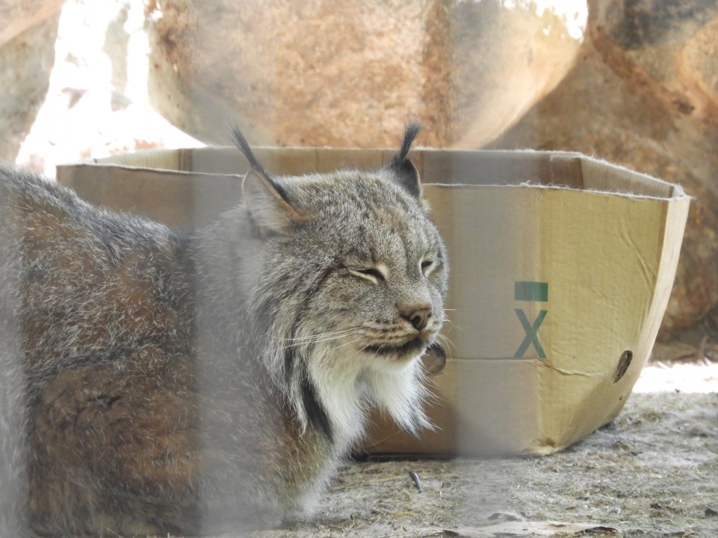 Canada Lynx (Lynx canadensis)