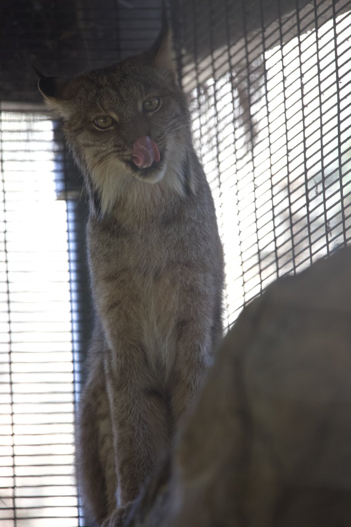 Canada lynx/ Lynx canadensis