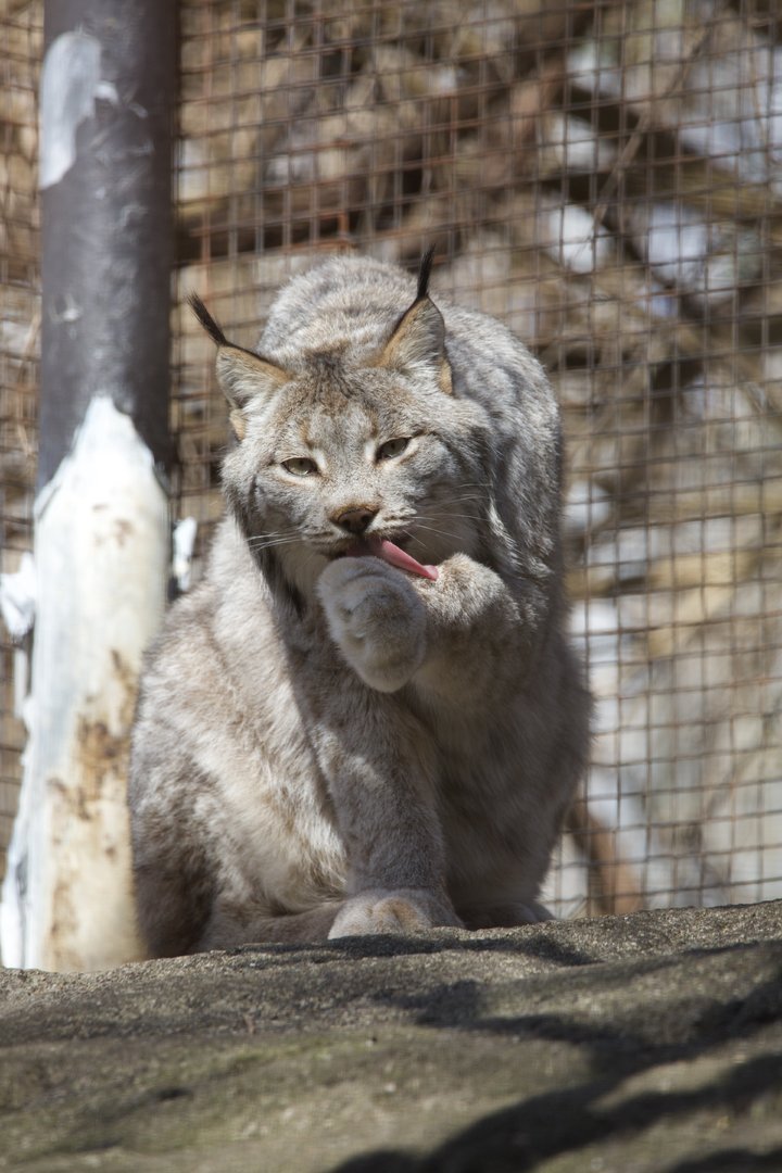 Canada Lynx/ Lynx canadensis