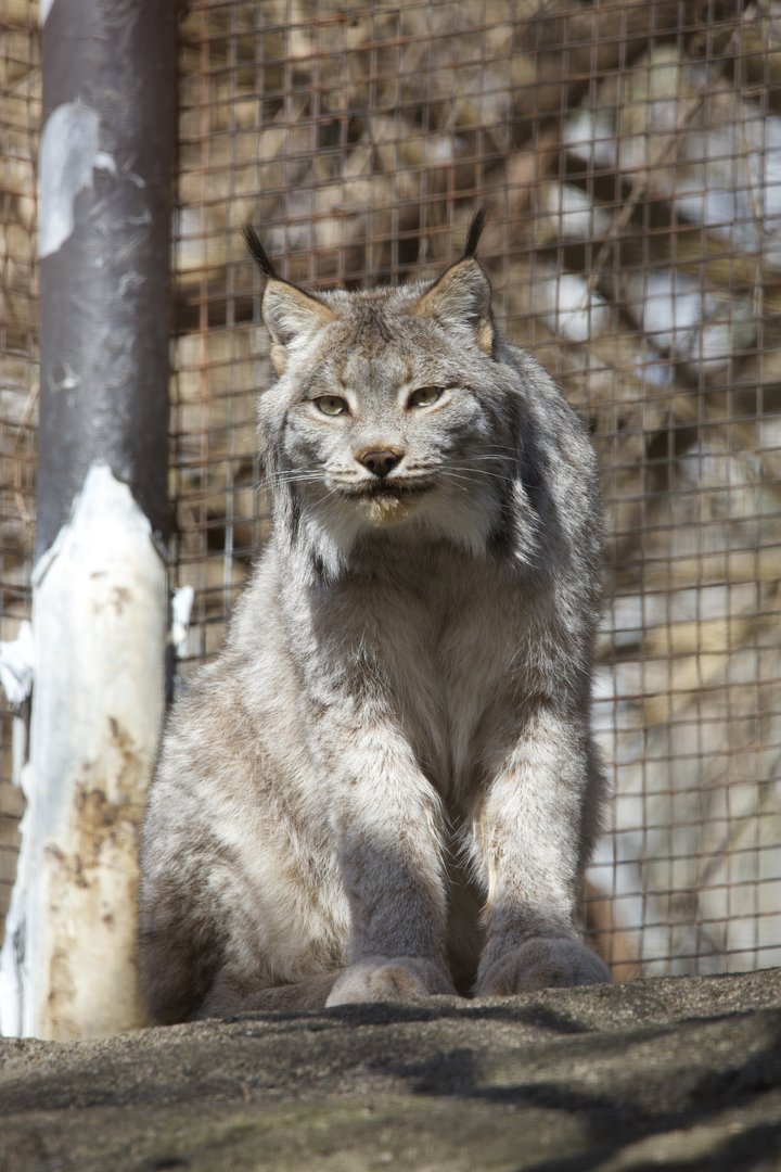 Canada Lynx/ Lynx canadensis