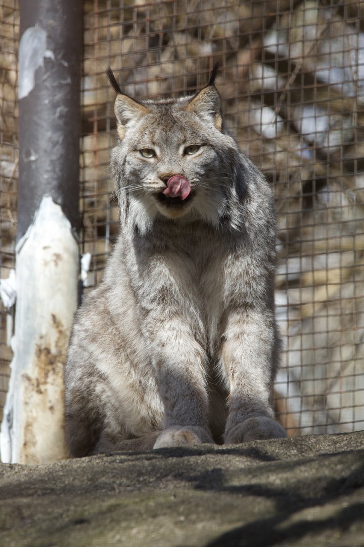 Canada Lynx/ Lynx canadensis