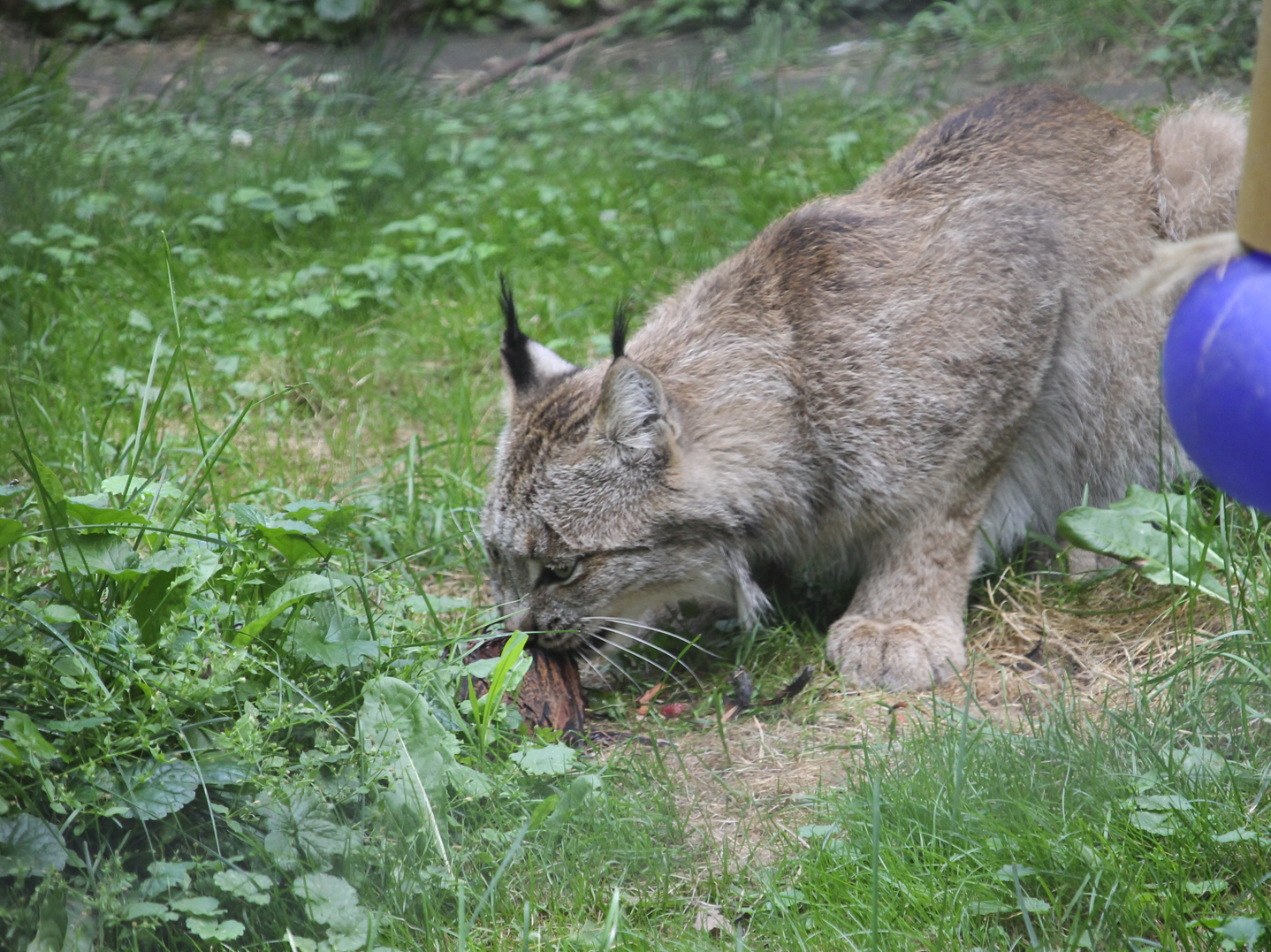 Canada Lynx (Lynx canadensis)