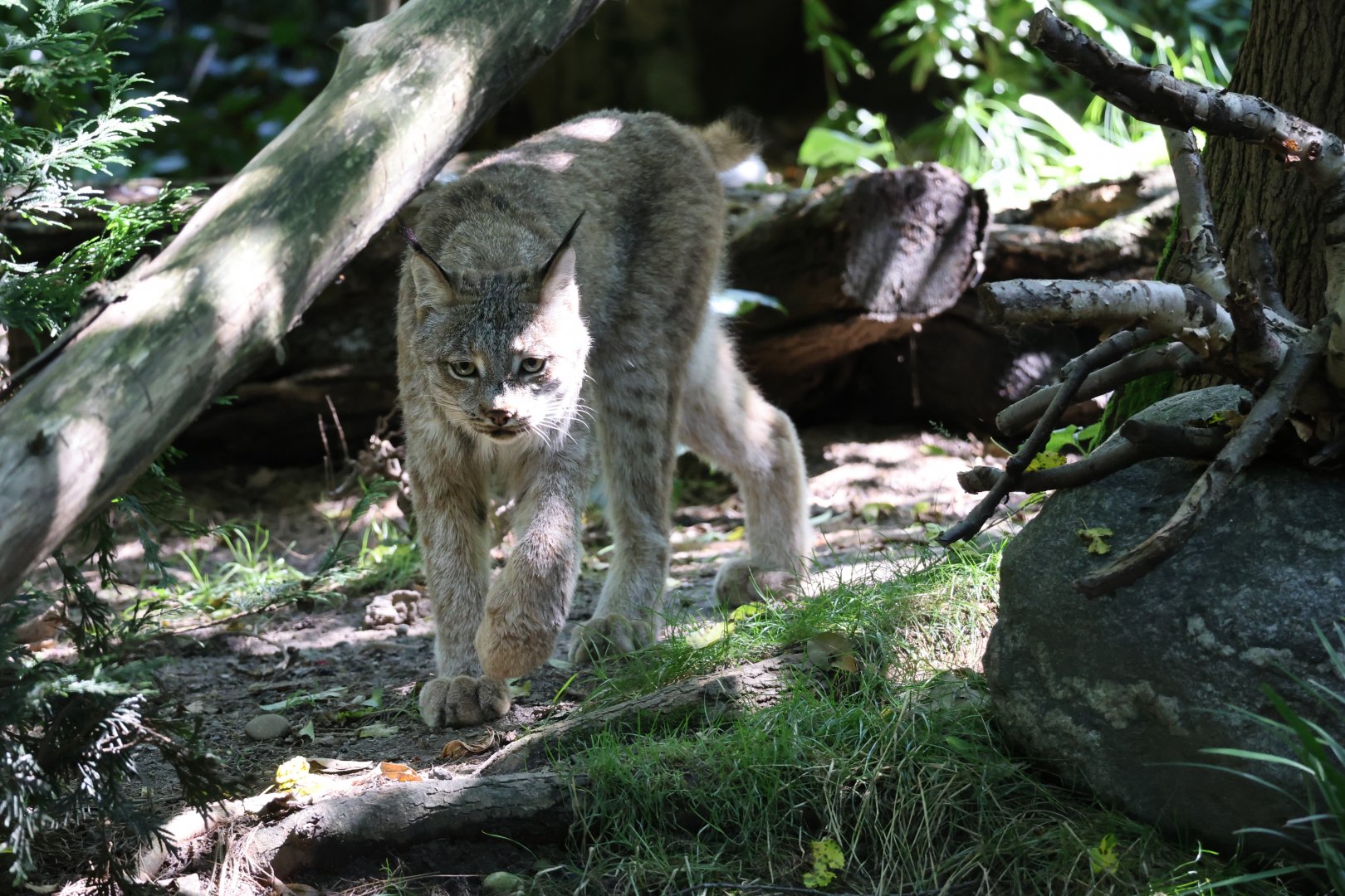 Canada lynx (Lynx canadensis)