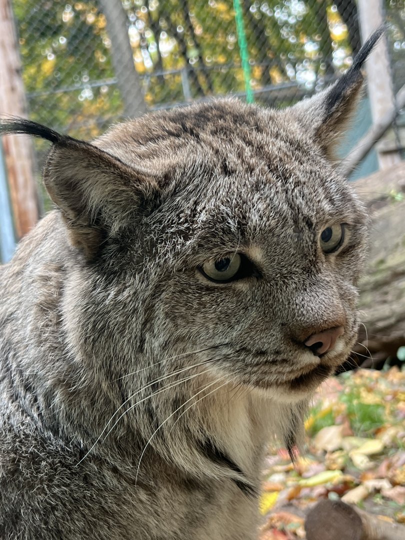 Canada Lynx (Lynx canadensis)
