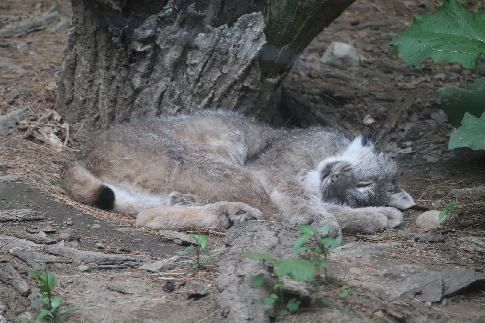 Canada Lynx - Maine Wildlife Park