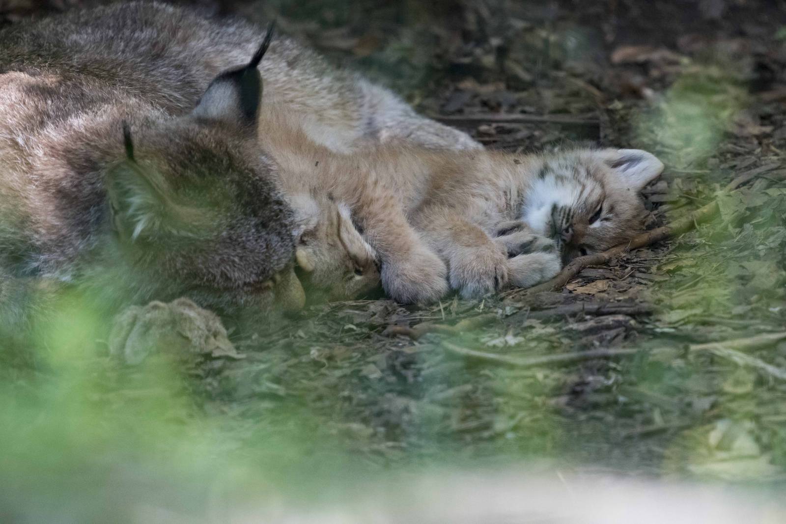 Canada Lynx mom and kits