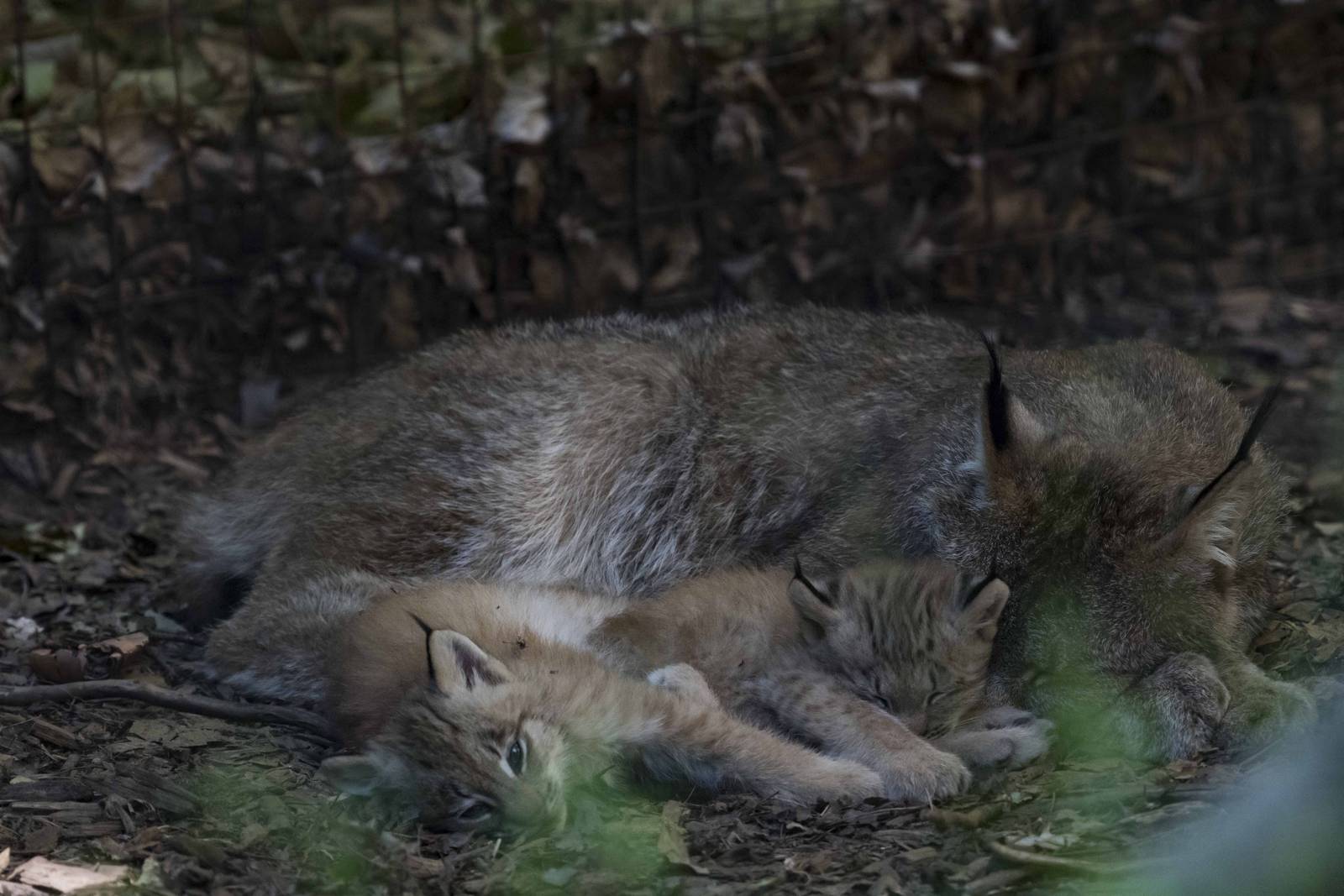 Canada Lynx mom and kits
