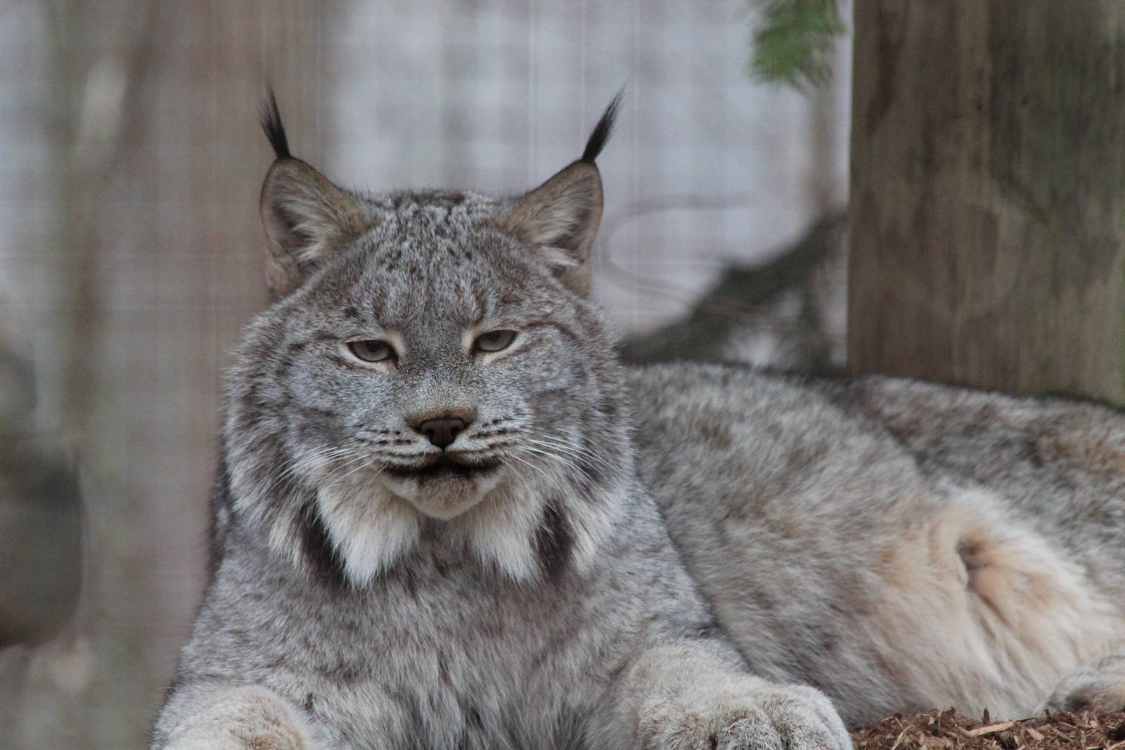 Canada Lynx - Nov 2012