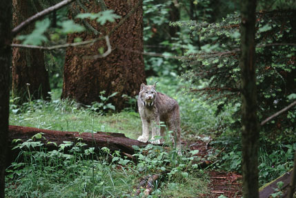 canada lynx, NWT
