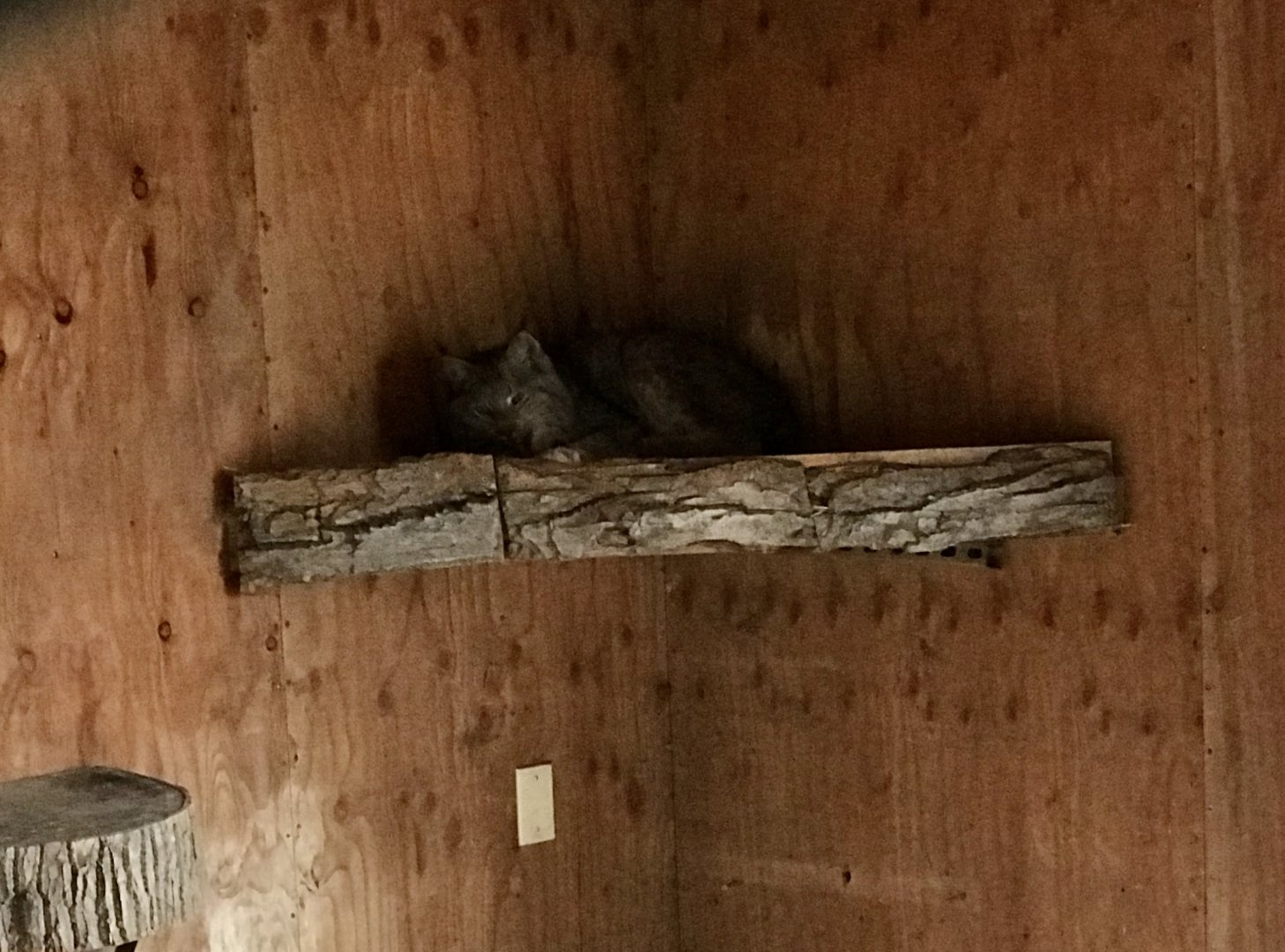 Canada Lynx pending transfer to permanent exhibit