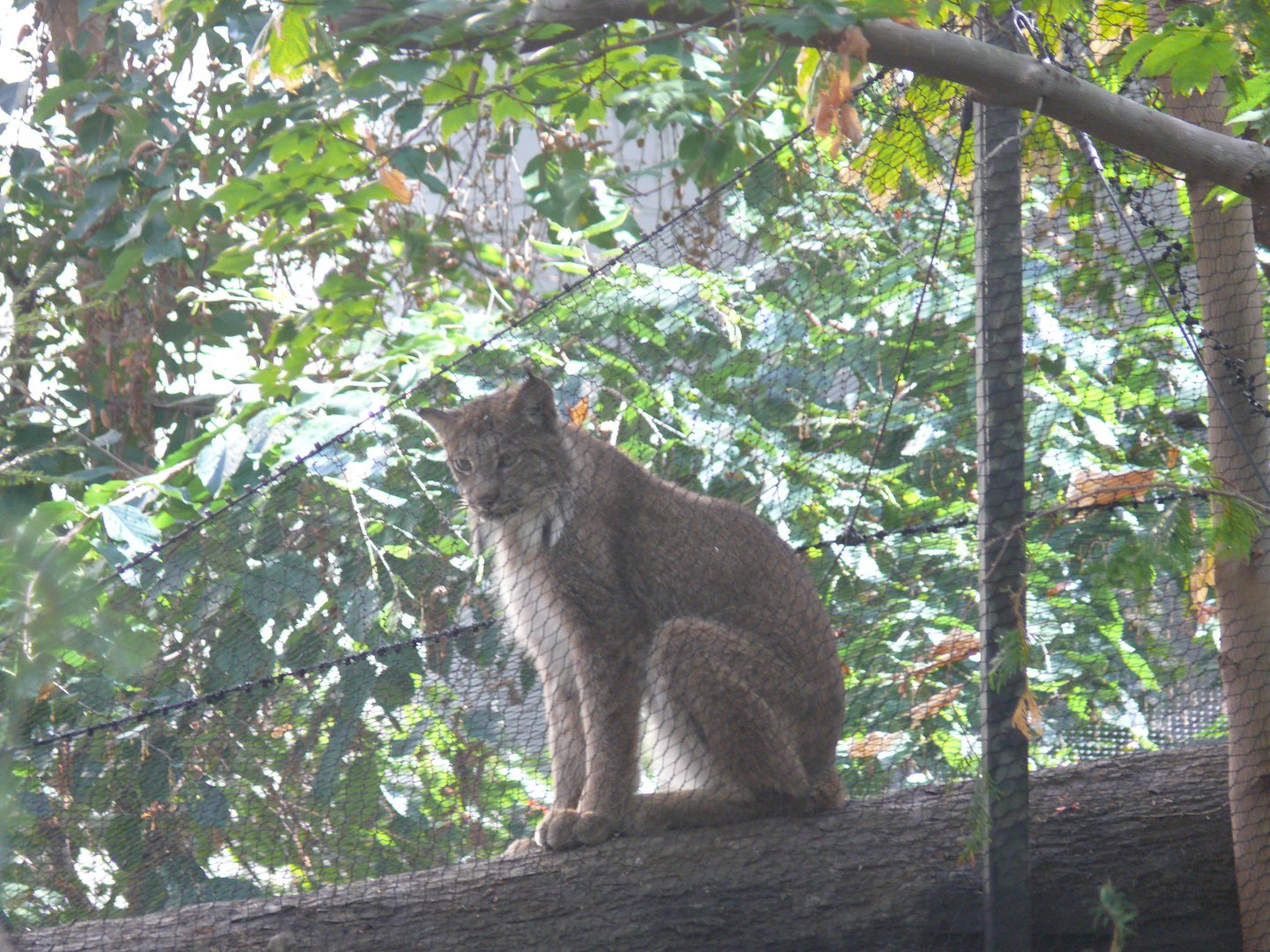 Canada Lynx - reopening 31-08-2020