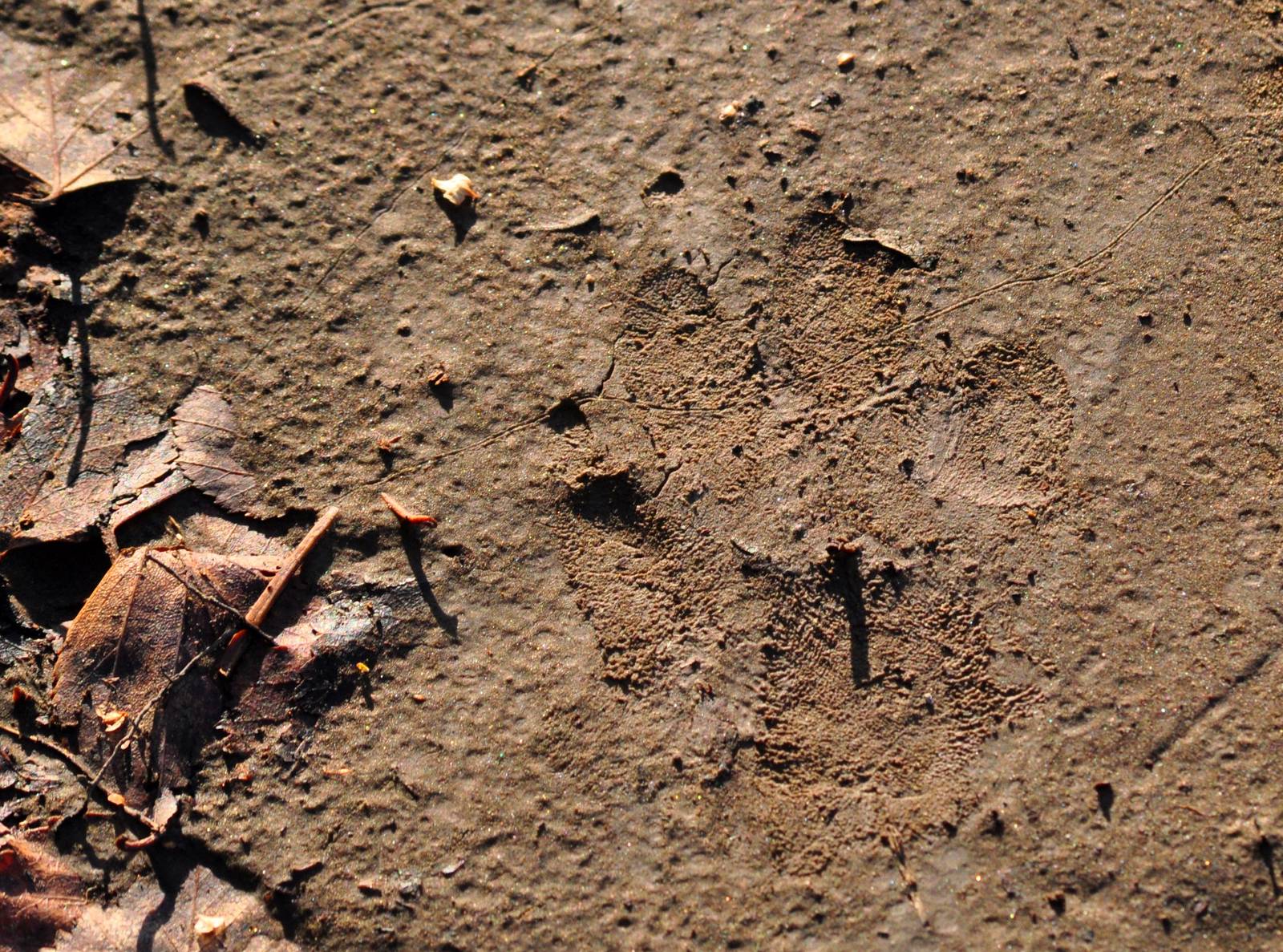 Canada Lynx Track - Alaska (Kincaid Park)