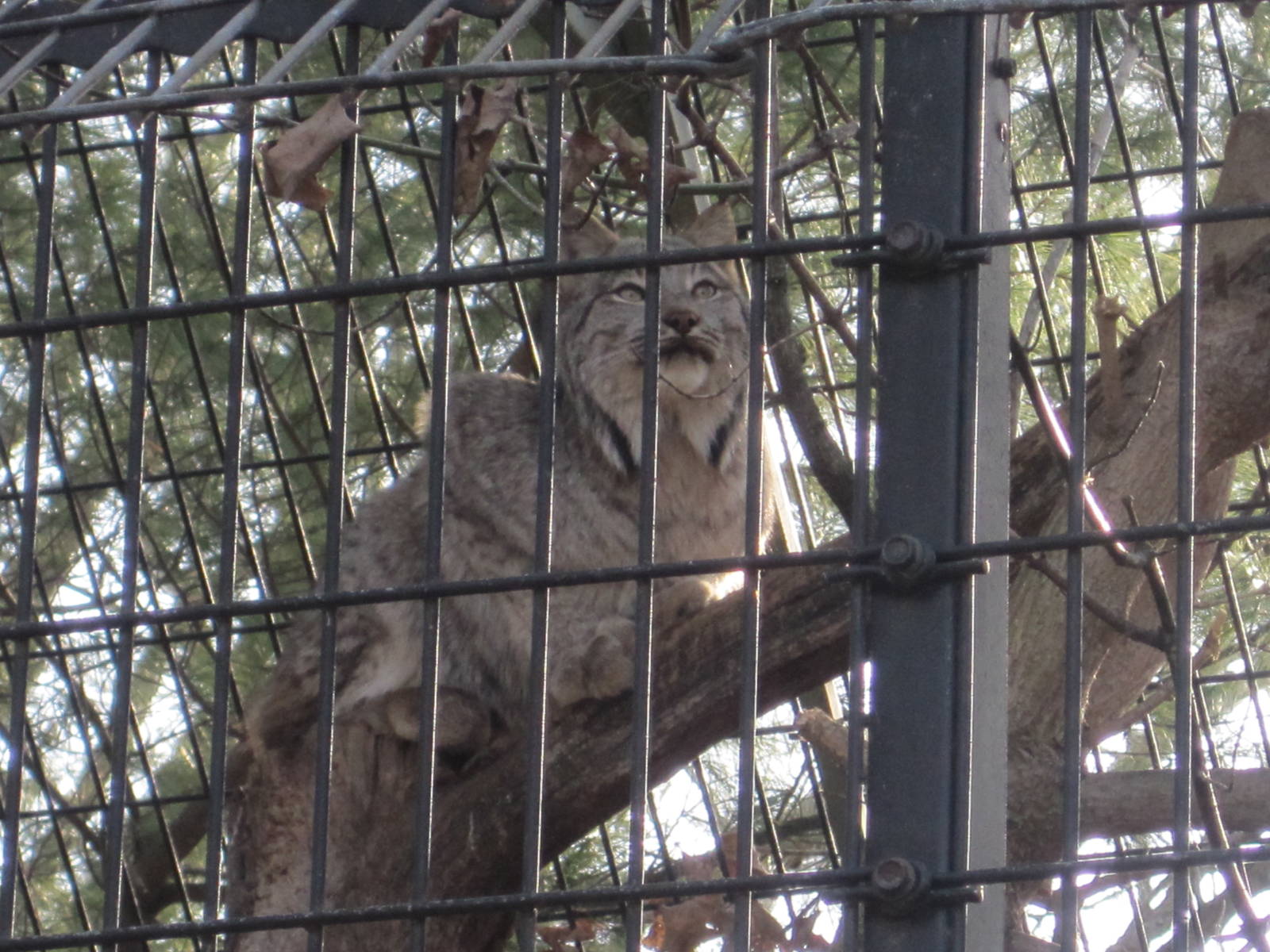 Canada Lynx Up In A Tree