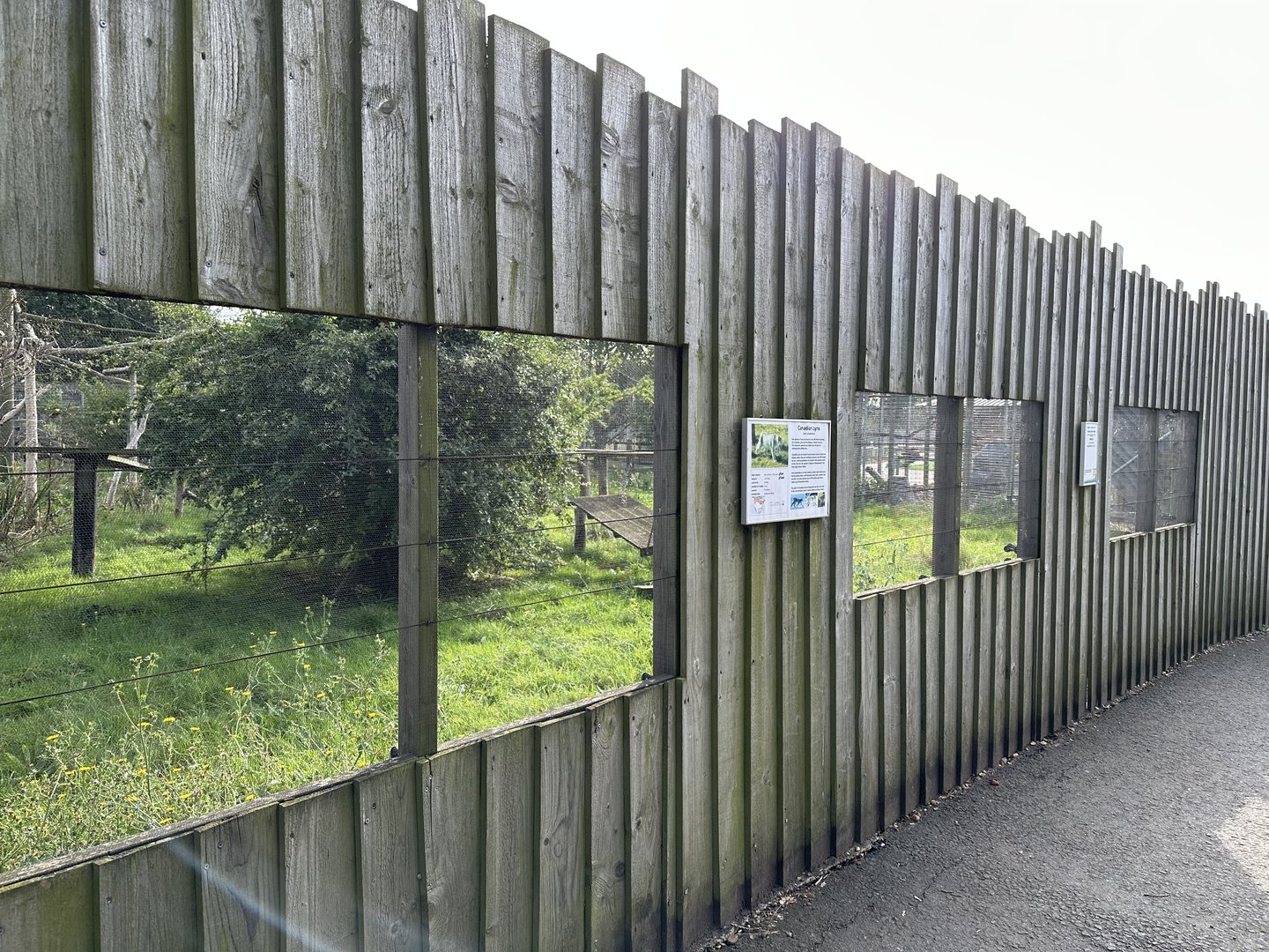 Canada Lynx Viewing Area at Hamerton Zoo Park (October 2023)