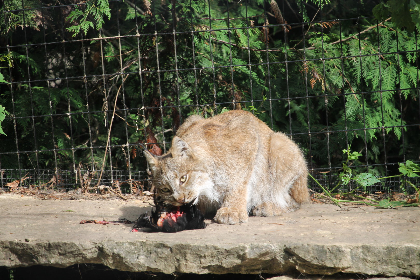 Canada Lynx with meal