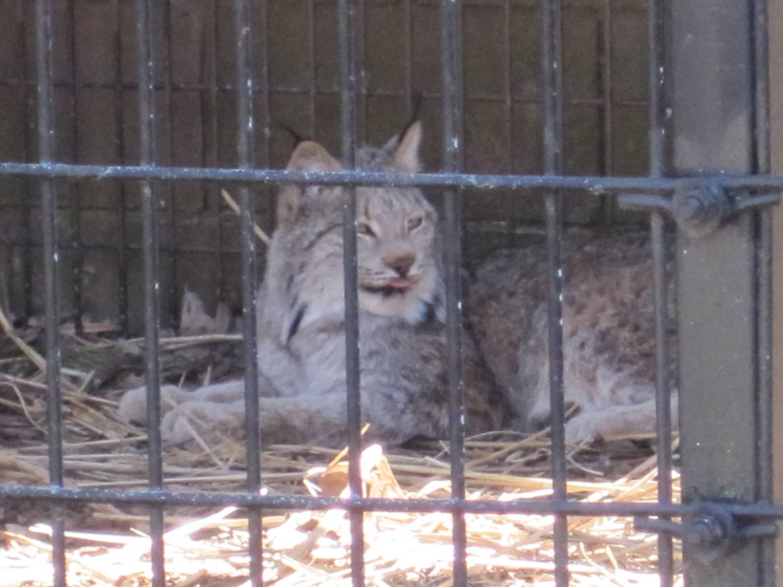 Canada Lynx