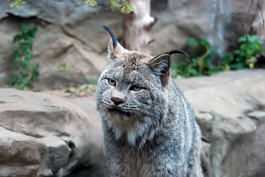 Canada Lynx