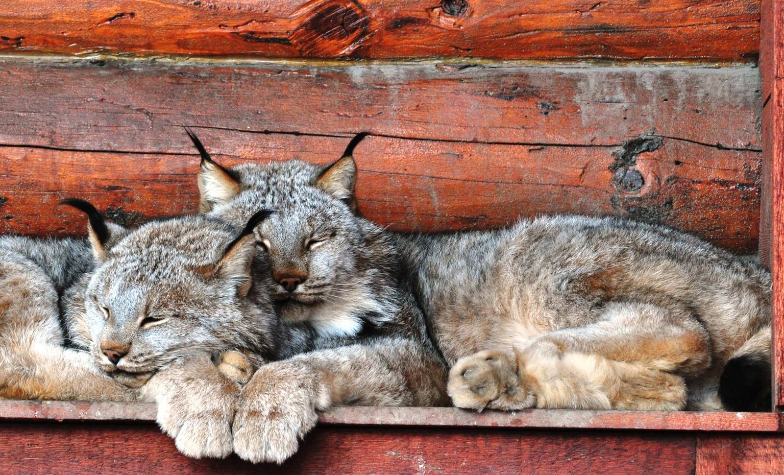 Canada Lynx
