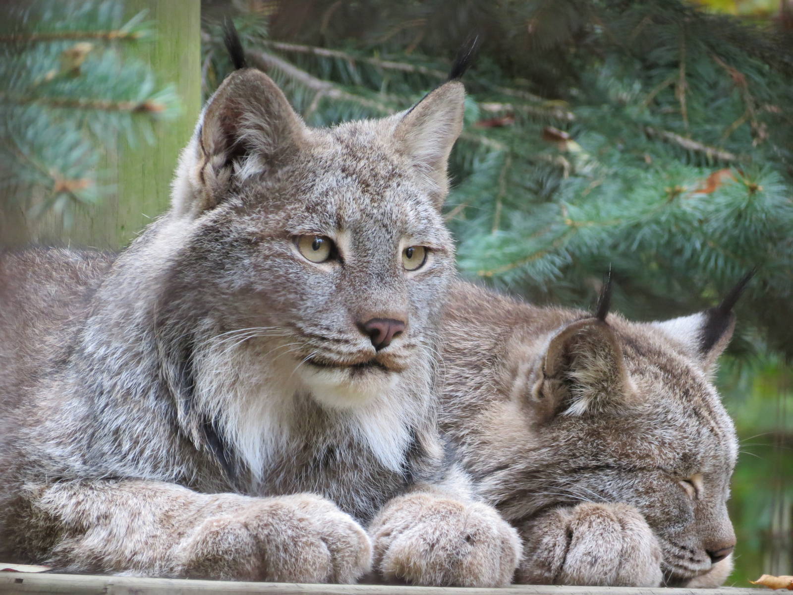 Canada Lynx