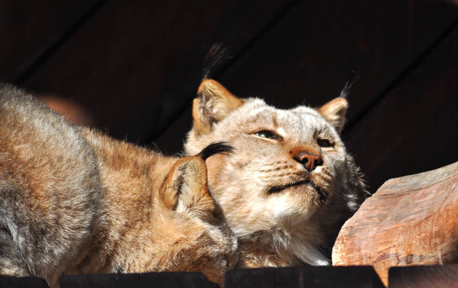 Canada Lynx