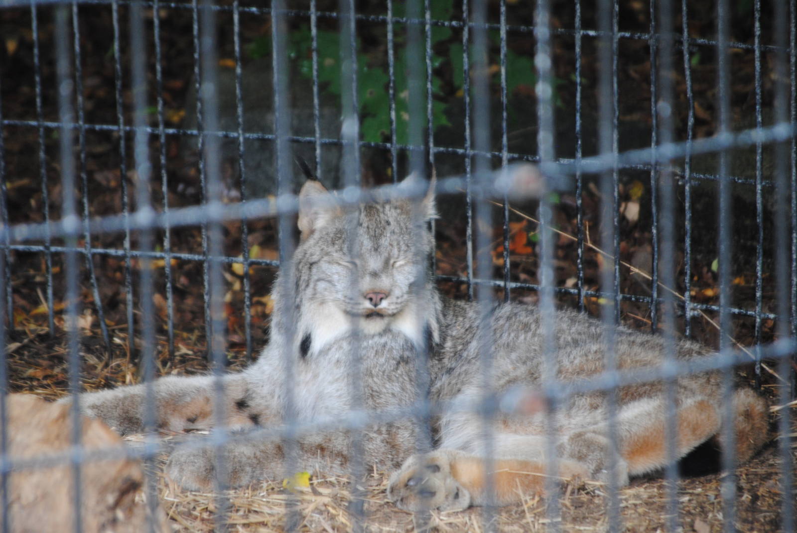Canada Lynx