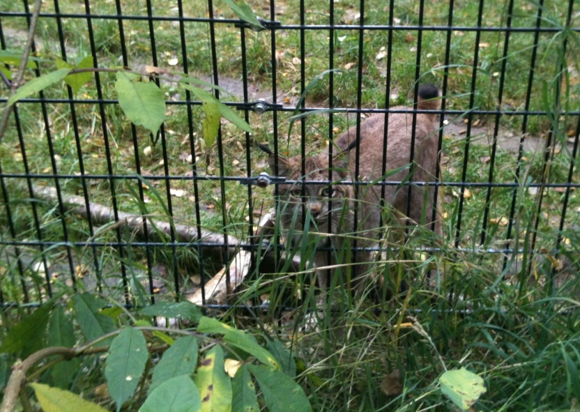 Canada Lynx