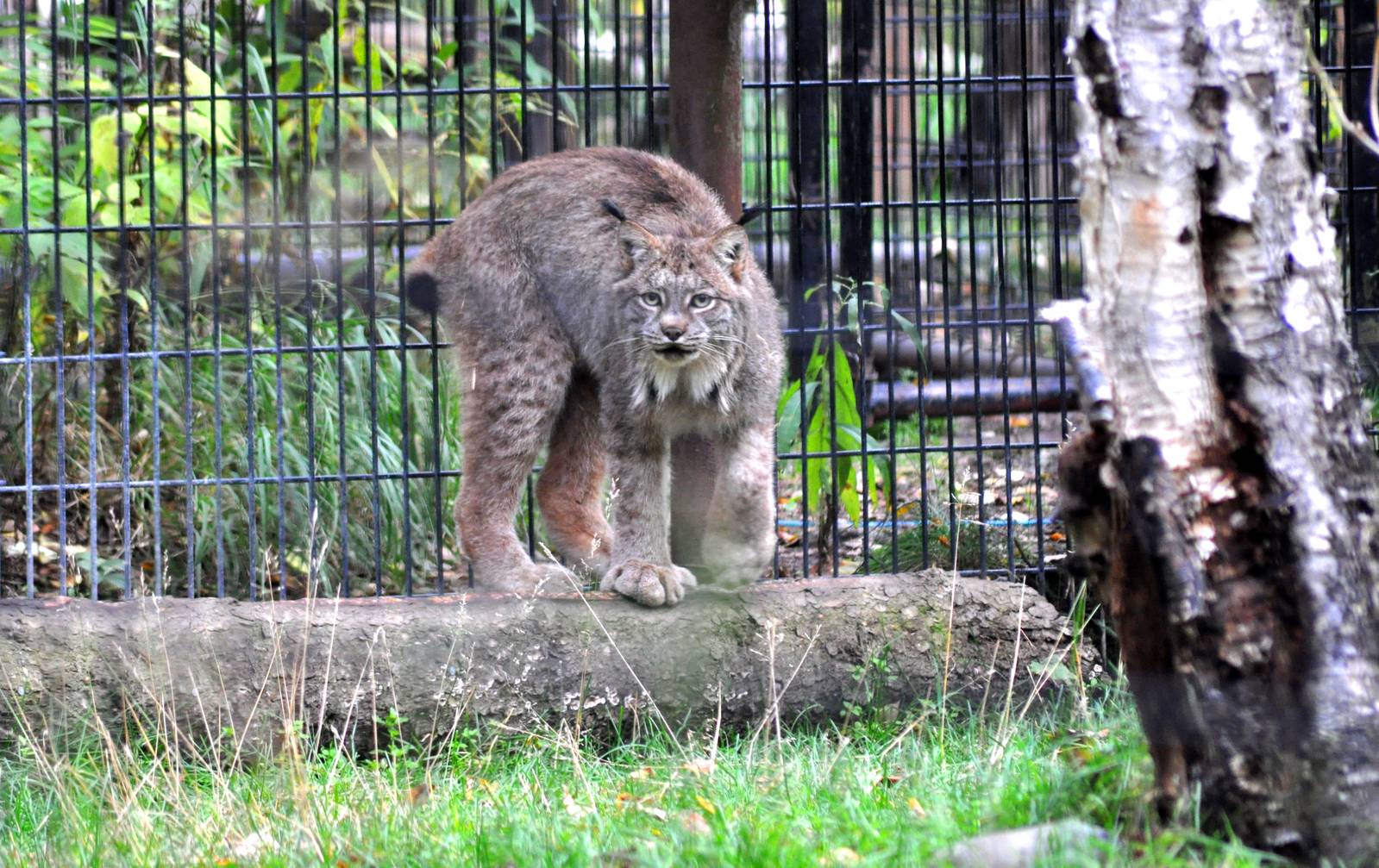 Canada Lynx