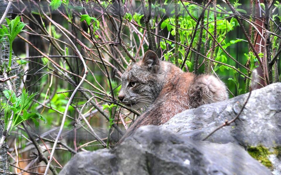 Canada Lynx