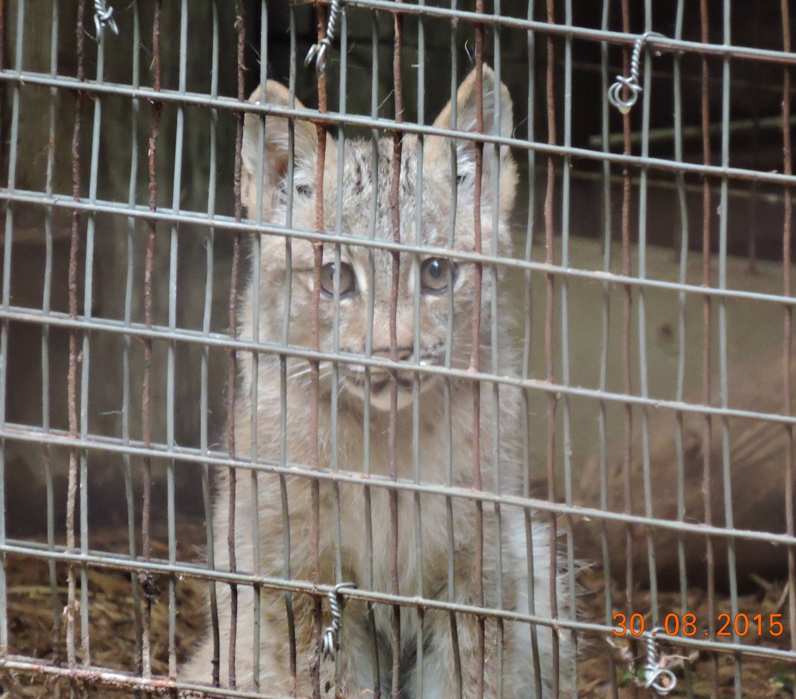Canada Lynx