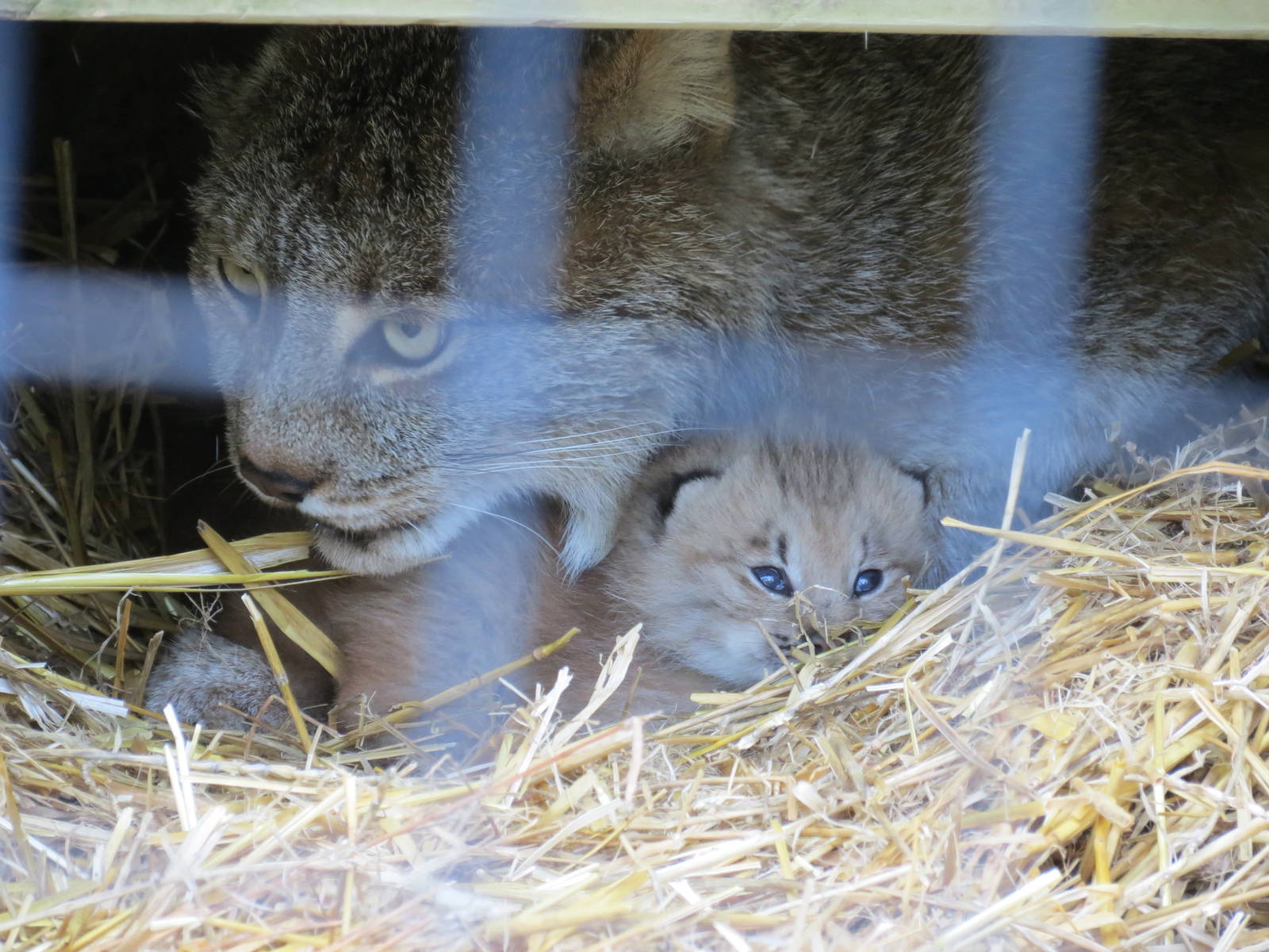 Canada Lynx