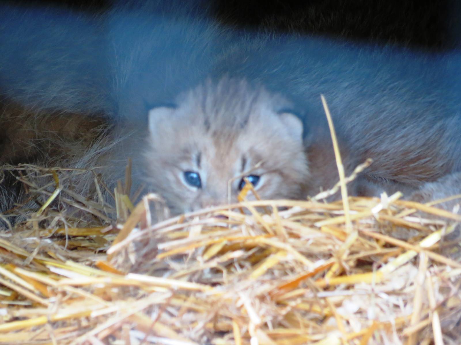 Canada Lynx