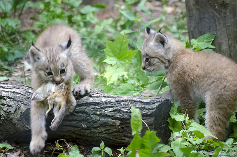 Canada Lynx