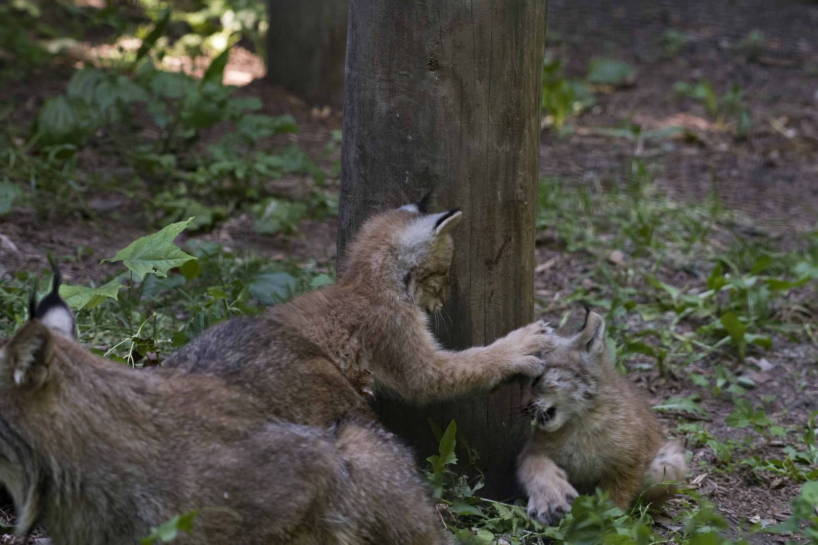 Canada Lynx