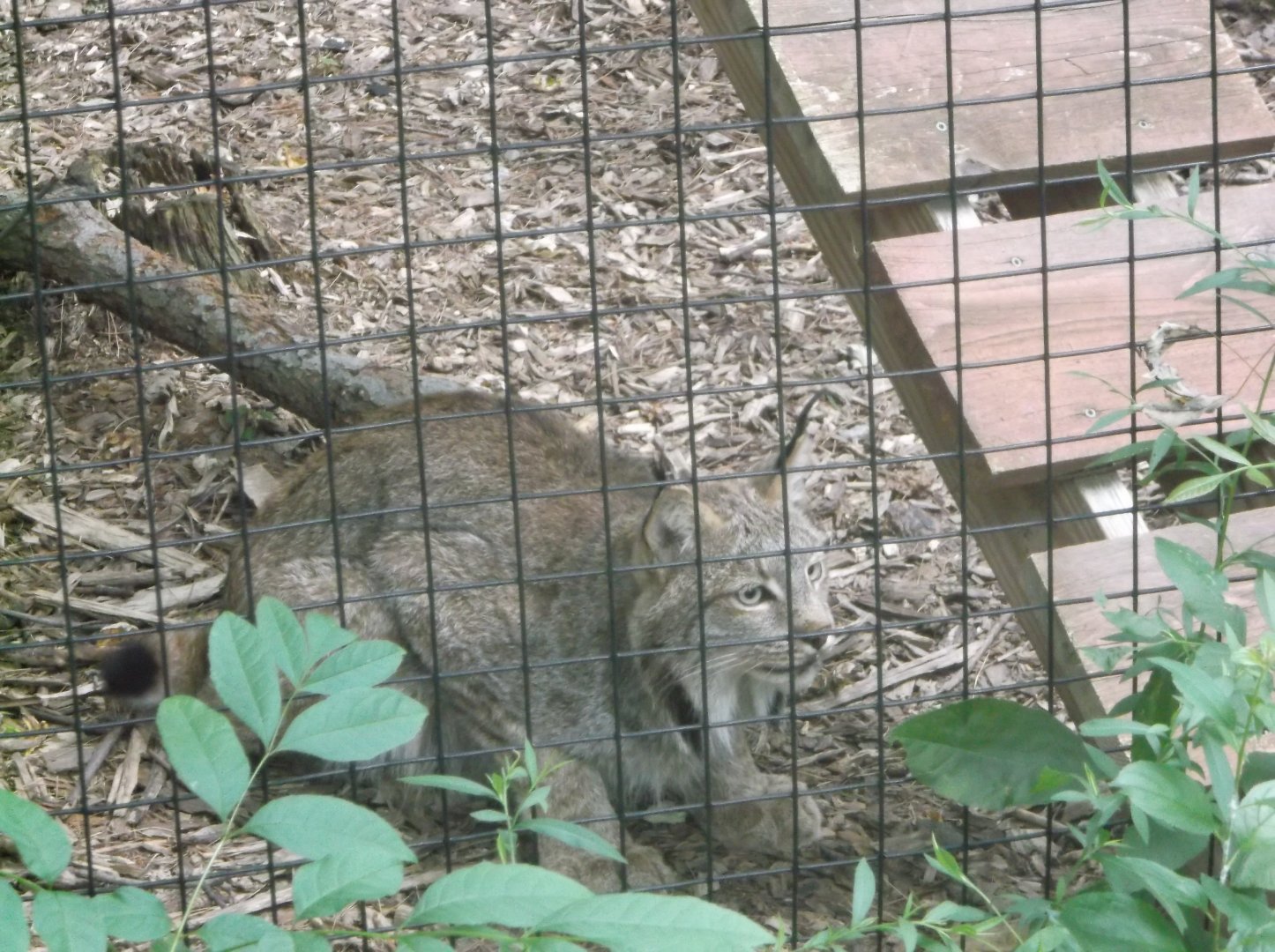Canada lynx