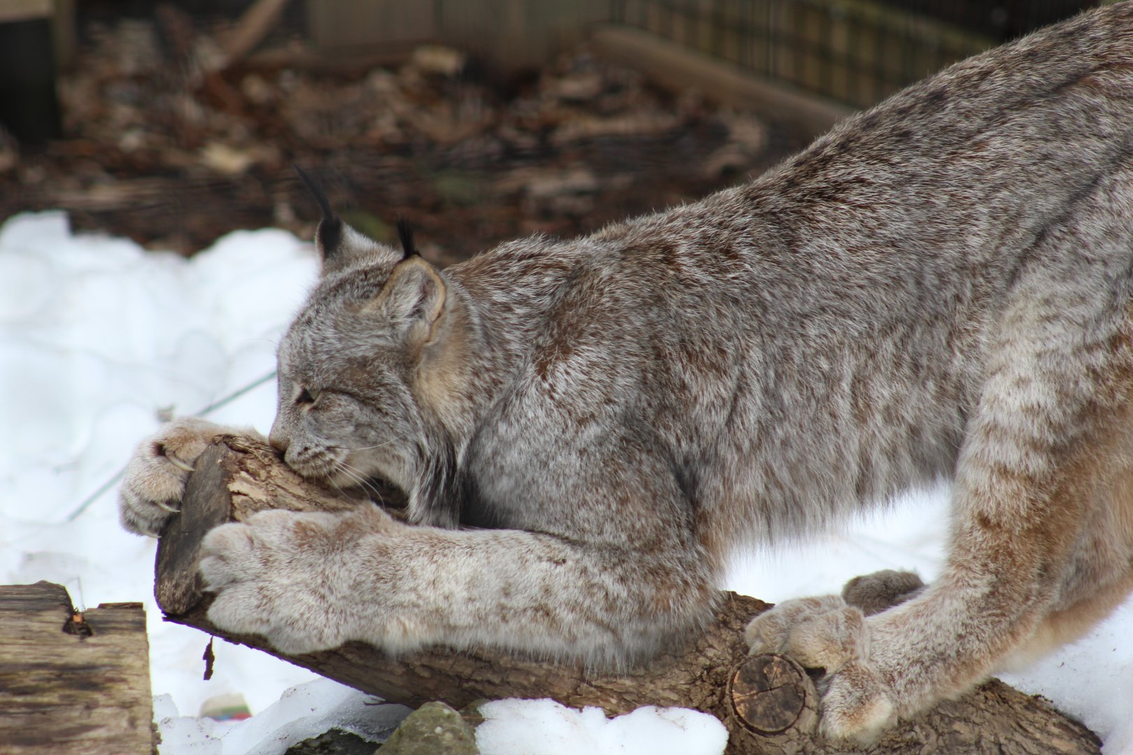Canada Lynx