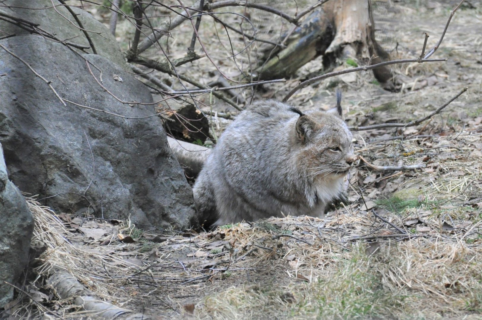 Canada Lynx