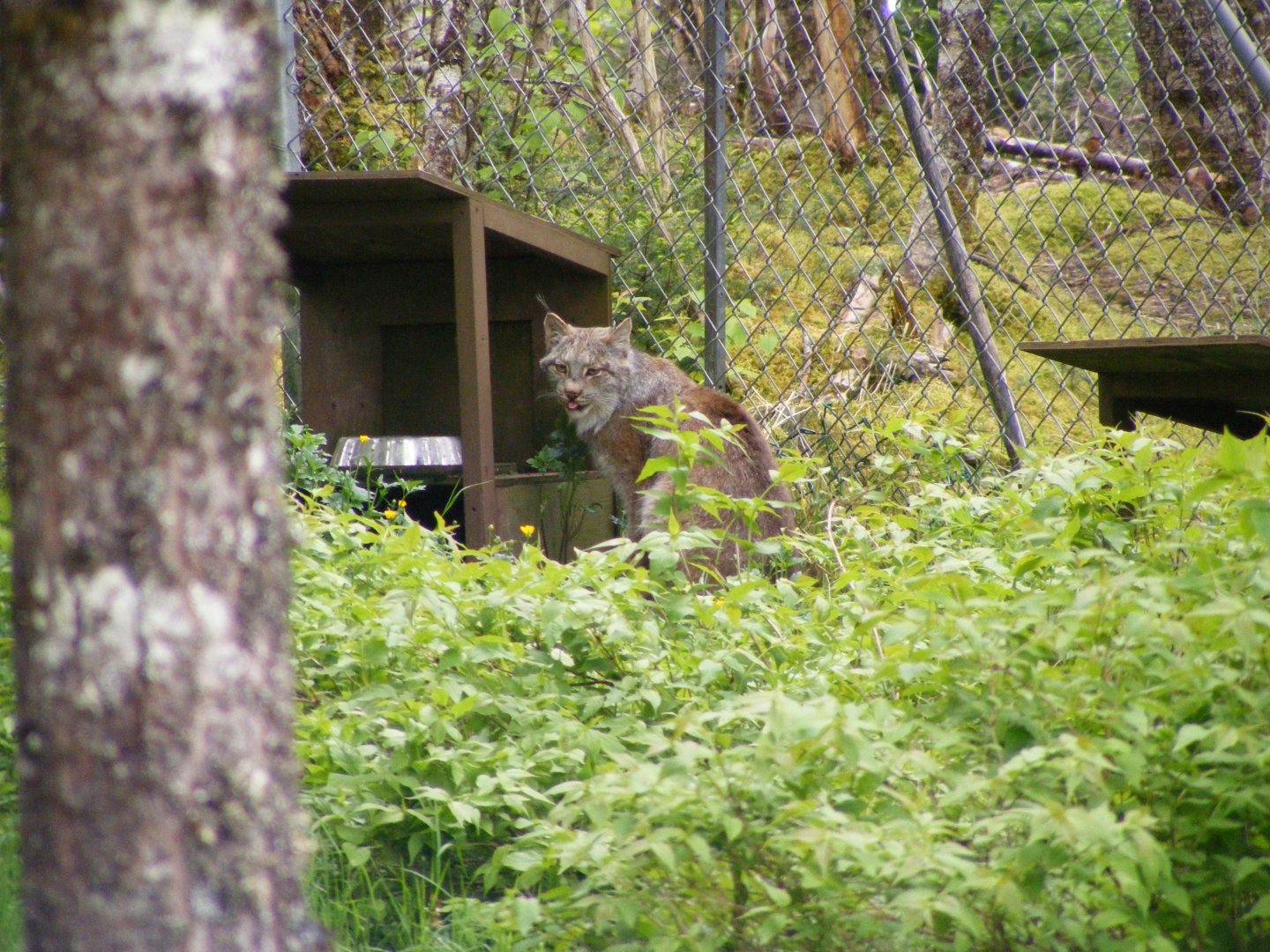 Canada Lynx