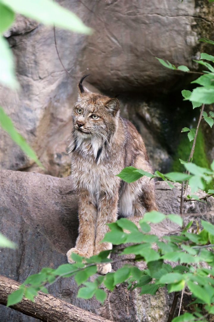Canada Lynx