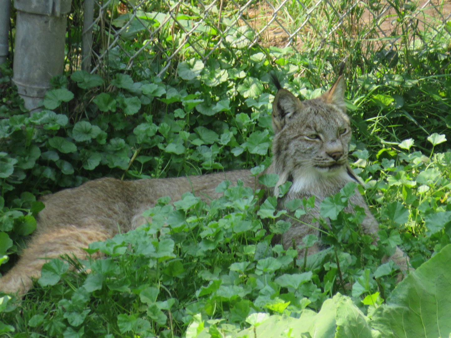 Canada lynx