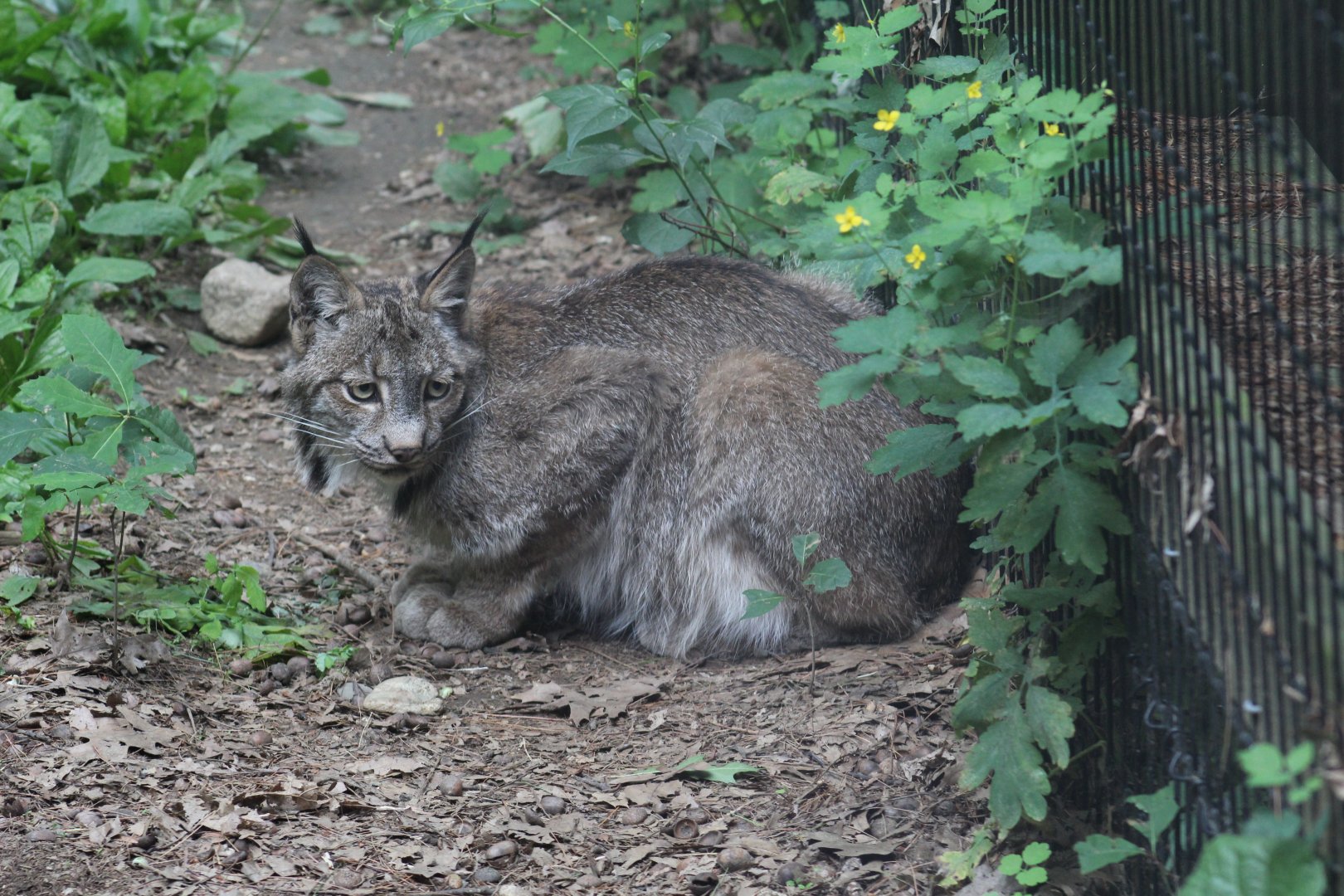 Canada Lynx